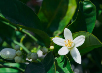 Primavera chuvosa anima cafeicultores e projeta safra promissora