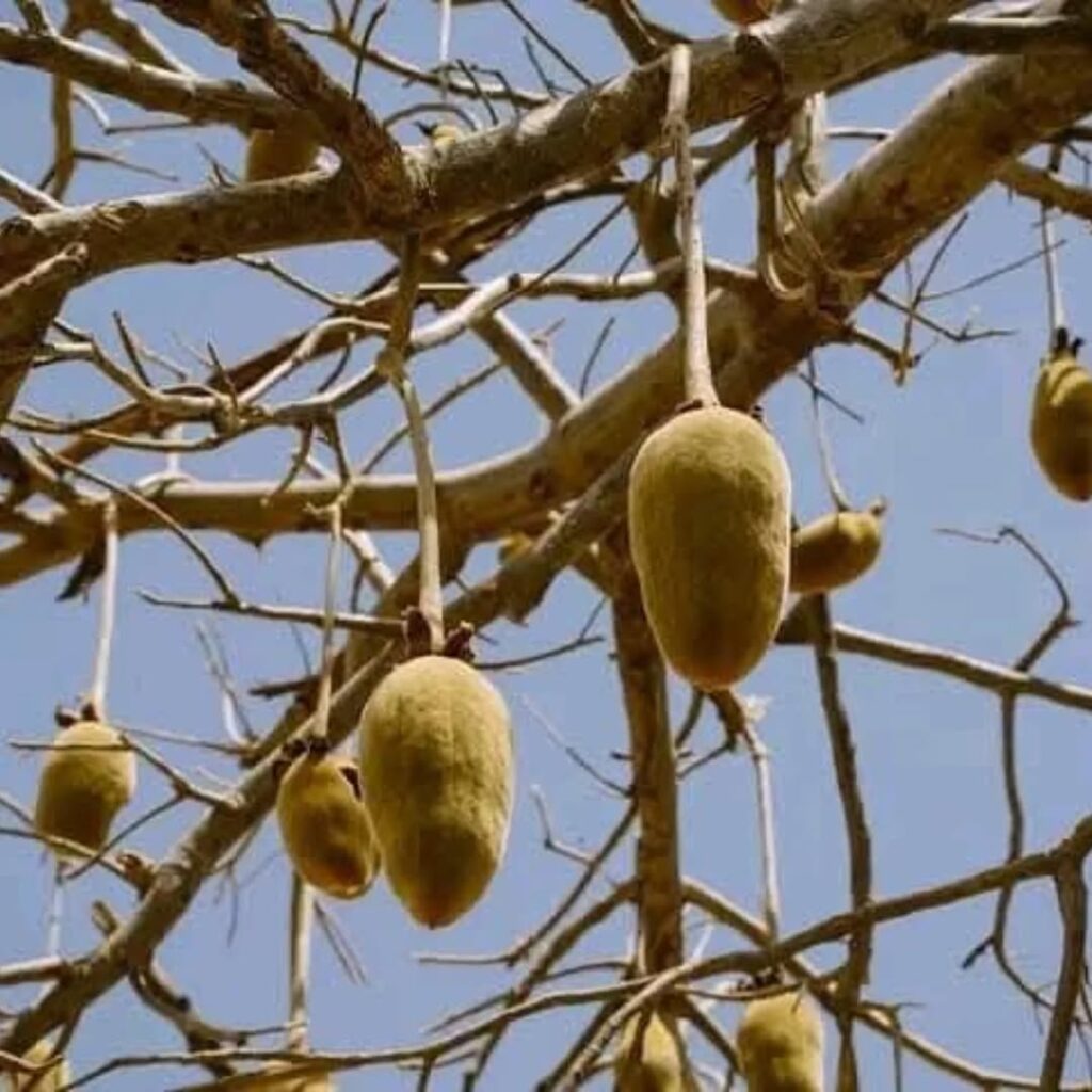 Baobá: história, nutrição e sabor de um superalimento africano