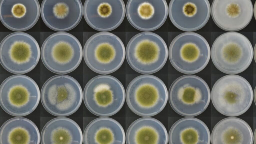 Fungos ganham protagonismo no futuro da alimentação