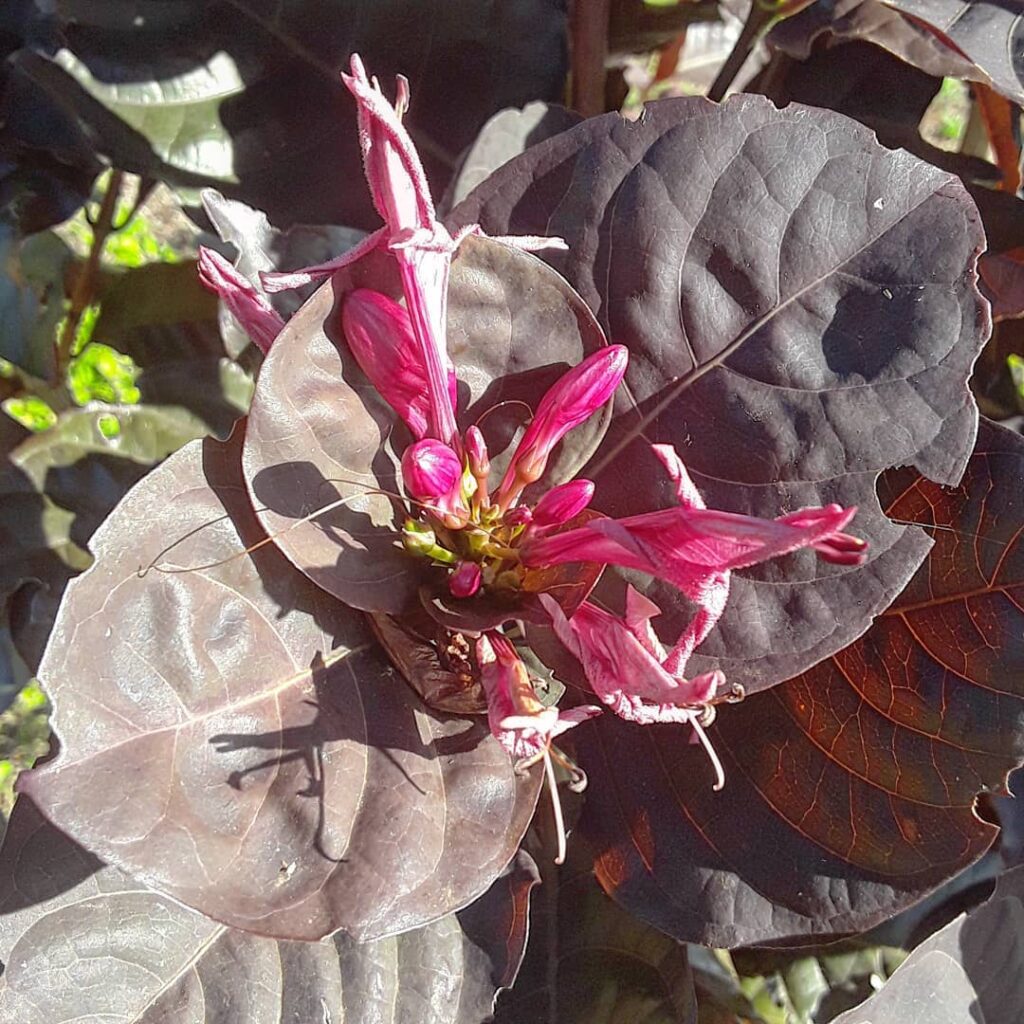 6 Plantas negras que são elegantes e transformam qualquer paisagismo