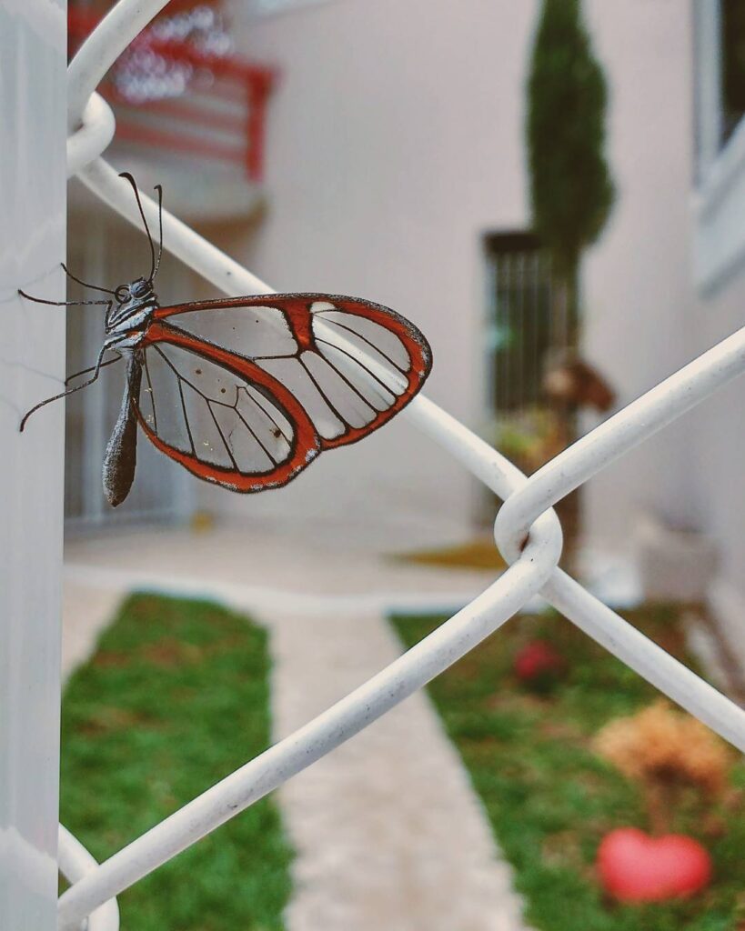 Greta oto: a borboleta com asas que parecem de vidro