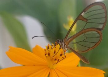 Greta oto: a borboleta com asas que parecem de vidro