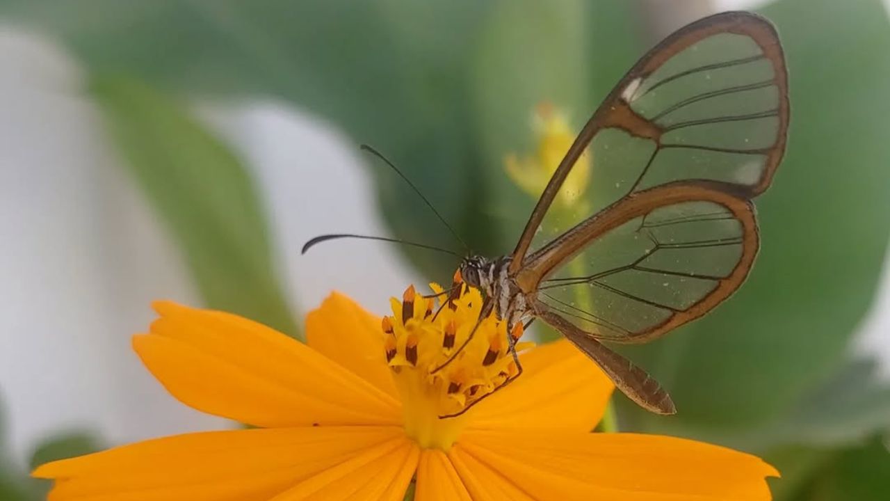 Greta oto: a borboleta com asas que parecem de vidro