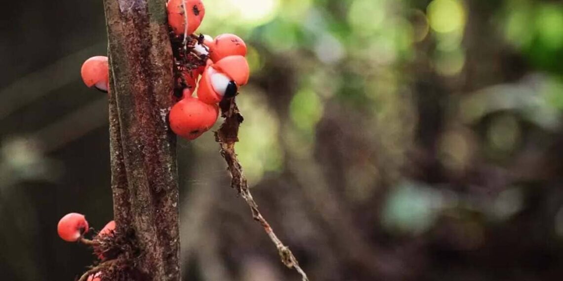 Em meio à vegetação amazônica, os frutos do guaraná surgem agrupados ao longo do caule como pequenas esferas alaranjadas, algumas já abertas, revelando o contraste entre o arilo branco e a semente escura, que remete a olhos humanos. Essa aparência marcante, somada ao tom vibrante dos frutos, é um dos grandes atrativos ornamentais da Paullinia cupana. | Imagem: manuandviviontheroad