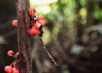 Em meio à vegetação amazônica, os frutos do guaraná surgem agrupados ao longo do caule como pequenas esferas alaranjadas, algumas já abertas, revelando o contraste entre o arilo branco e a semente escura, que remete a olhos humanos. Essa aparência marcante, somada ao tom vibrante dos frutos, é um dos grandes atrativos ornamentais da Paullinia cupana. | Imagem: manuandviviontheroad