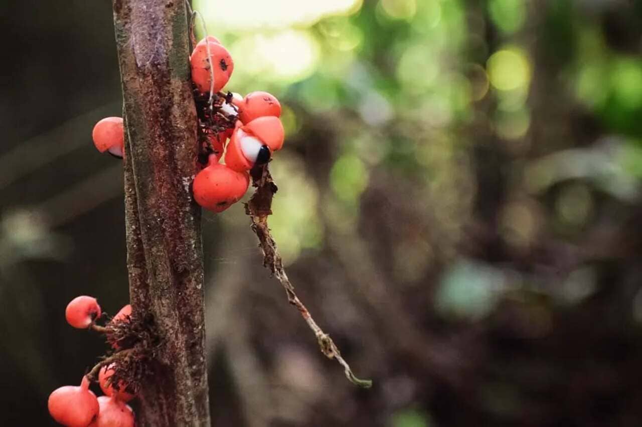 GUARANÁ: A TREPADEIRA AMAZÔNICA QUE UNE CULTIVO, CULTURA E BELEZA TROPICAL