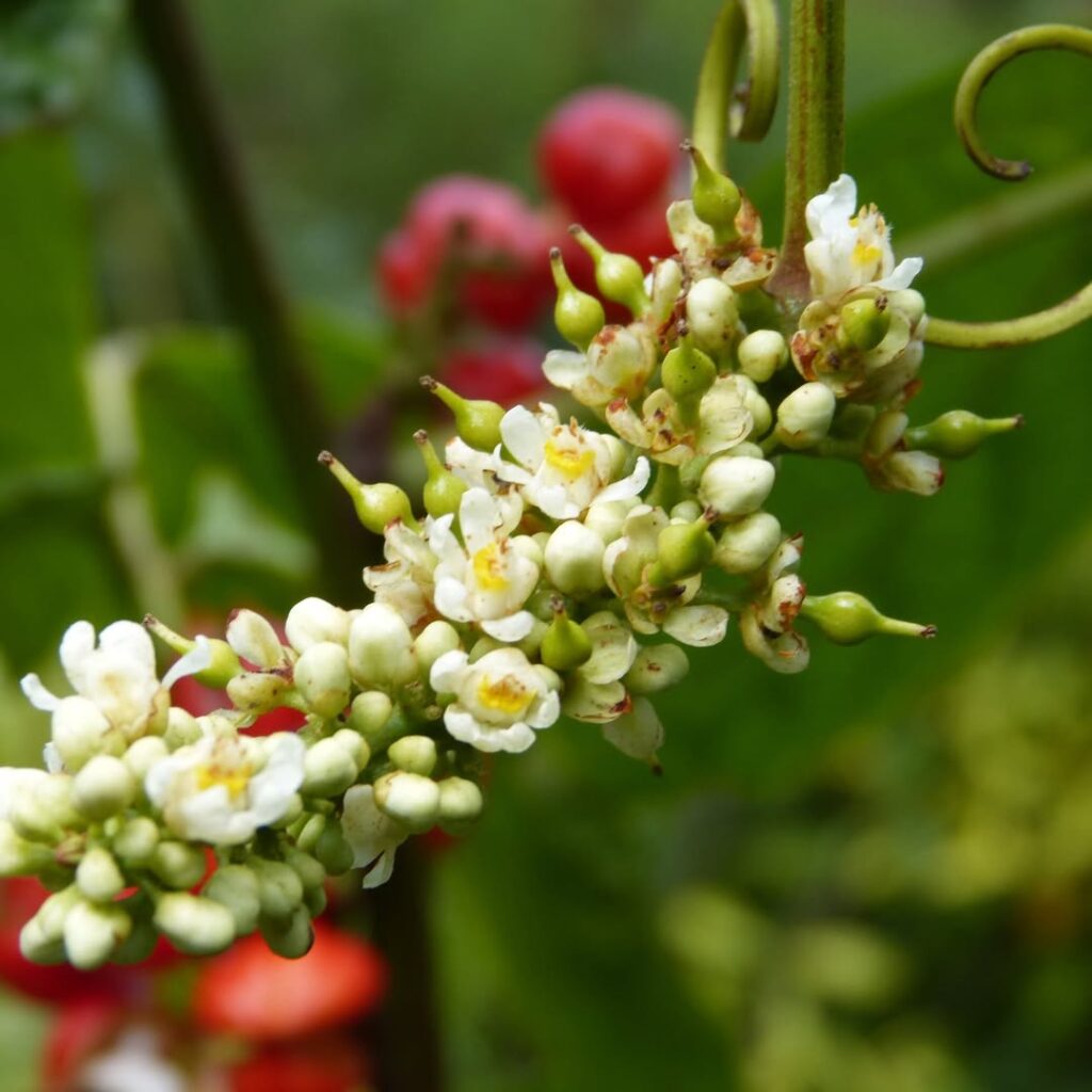 Cacho de flores pequenas e brancas do guaranazeiro com fundo esverdeado, em estágio anterior à frutificação.