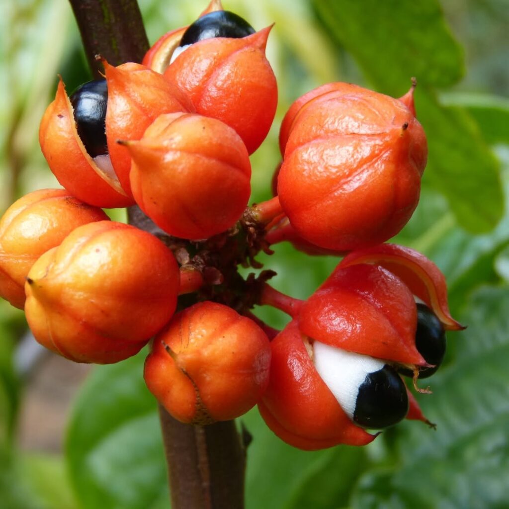 Frutos de guaraná abertos em destaque, com arilos brancos e sementes pretas expostos entre cascas alaranjadas e brilhantes.