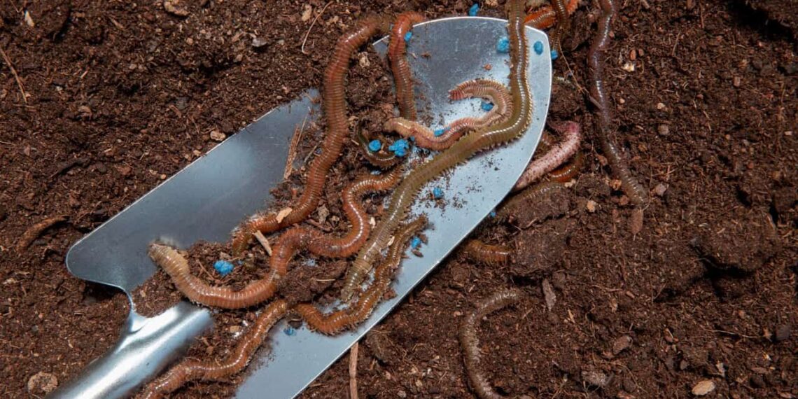 Por que o húmus de minhoca é o adubo mais indicado para flores e hortaliças