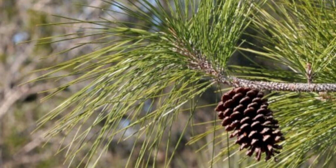 Invasor: fora de suas áreas originais de cultivo, o pinho-americano (Pinus elliottii) se espalha rapidamente e altera o solo (imagem: Mary Klein/BioDiversity4All)