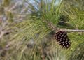 Invasor: fora de suas áreas originais de cultivo, o pinho-americano (Pinus elliottii) se espalha rapidamente e altera o solo (imagem: Mary Klein/BioDiversity4All)