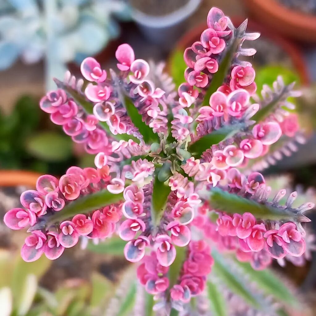 Kalanchoe Butterfly: como cultivar a suculenta que se multiplica sozinha