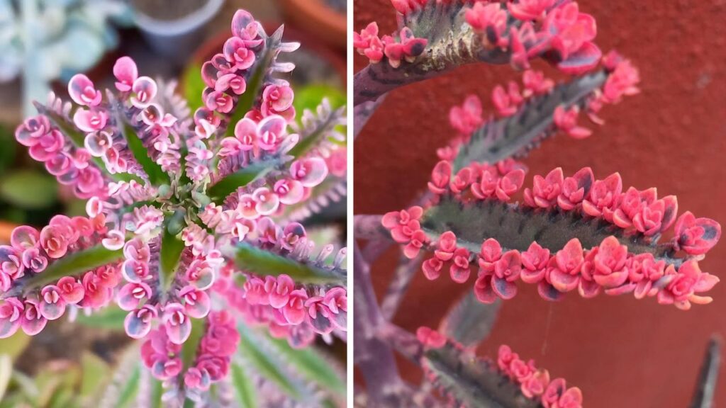 Kalanchoe Butterfly: como cultivar a suculenta que se multiplica sozinha