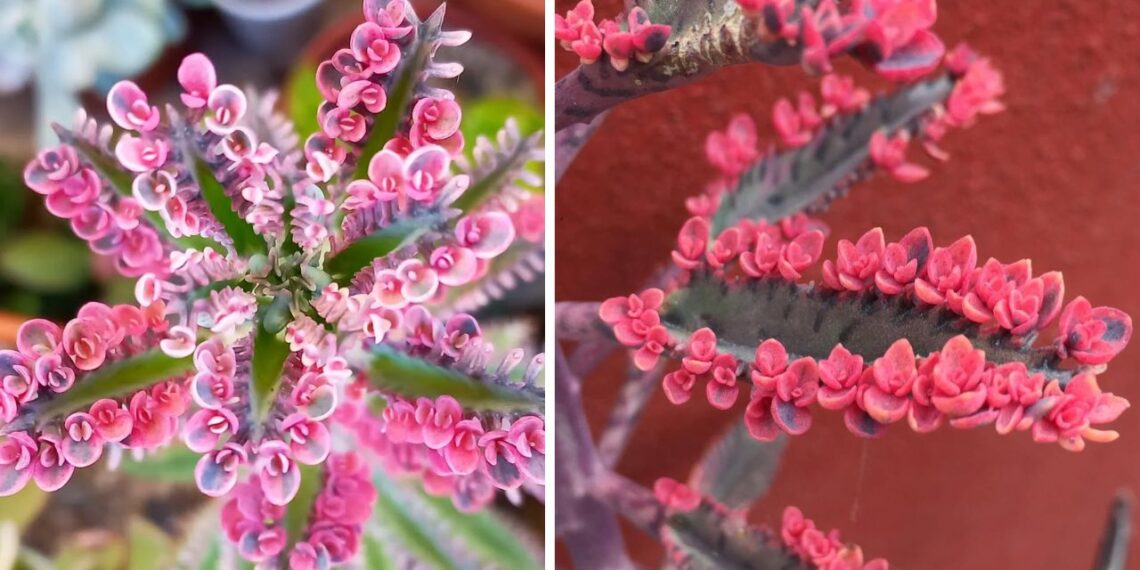 Kalanchoe Butterfly: como cultivar a suculenta que se multiplica sozinha