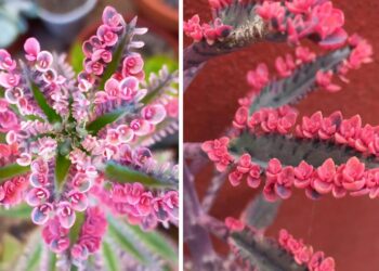 Kalanchoe Butterfly: como cultivar a suculenta que se multiplica sozinha