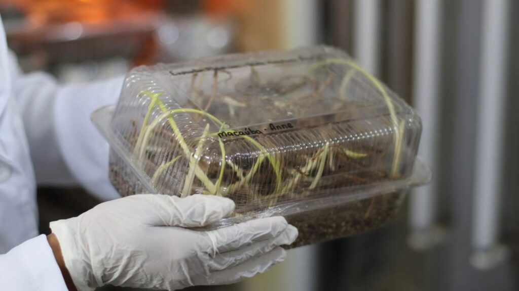 Macaúba vira combustível aéreo e movimenta bilhões em Minas