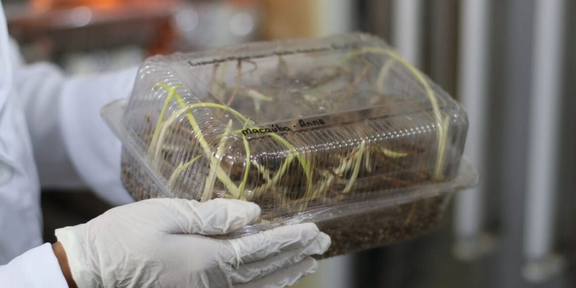 Foto: Júlia Rodrigues / Fapemig