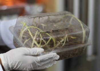 Foto: Júlia Rodrigues / Fapemig