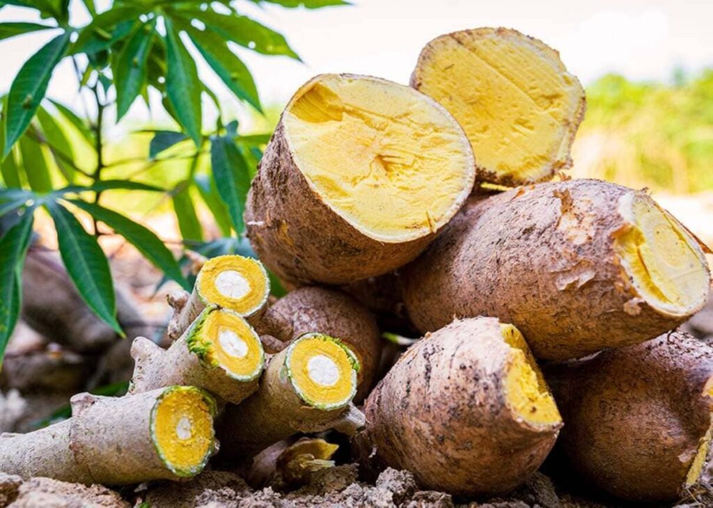 Nova mandioca da Embrapa promete transformar a produção no Amazonas