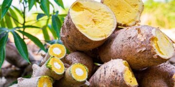 Foto: Sara Rangel /Embrapa