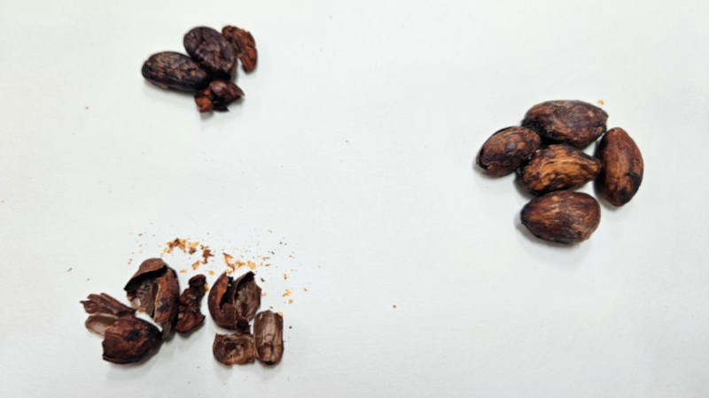 Mel com sabor de chocolate é criado por pesquisadores da Unicamp