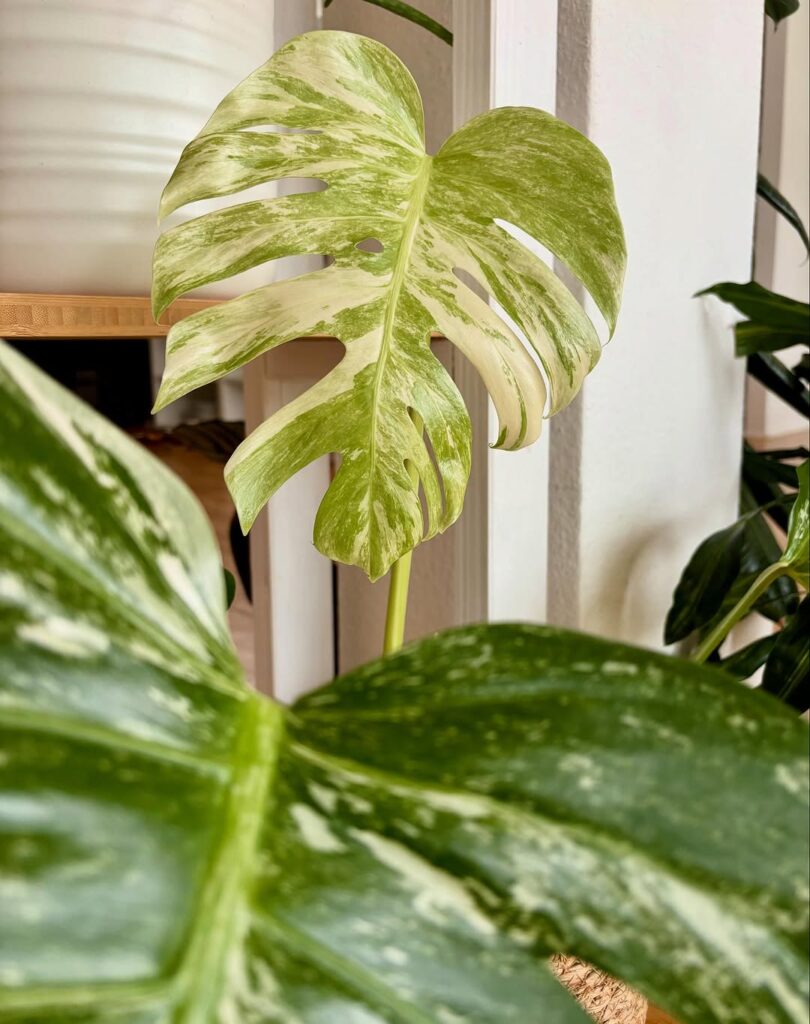 4 plantas variegatas que fazem sucesso dentro de casa