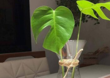 Como fazer mudas de costela-de-adão em casa