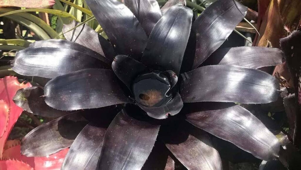 Neoregelia ‘Midnight’: a bromélia negra que encanta com seu brilho misterioso