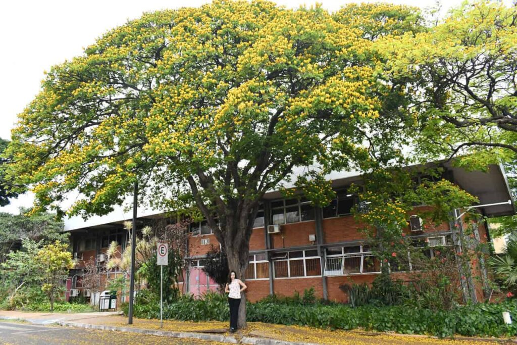 Cerrado urbano: as árvores invisíveis que agora ganham nome, voz e palco na UFU