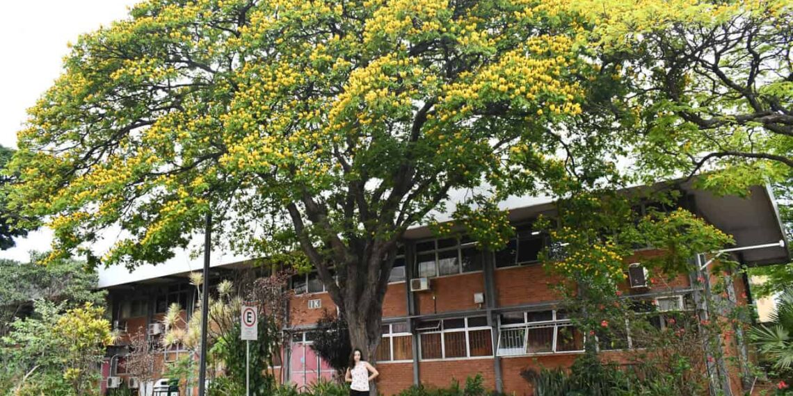 Cerrado urbano: as árvores invisíveis que agora ganham nome, voz e palco na UFU