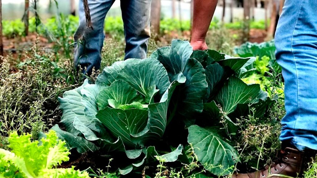 Paraná investe na ciência para crescer ainda mais no setor de orgânicos