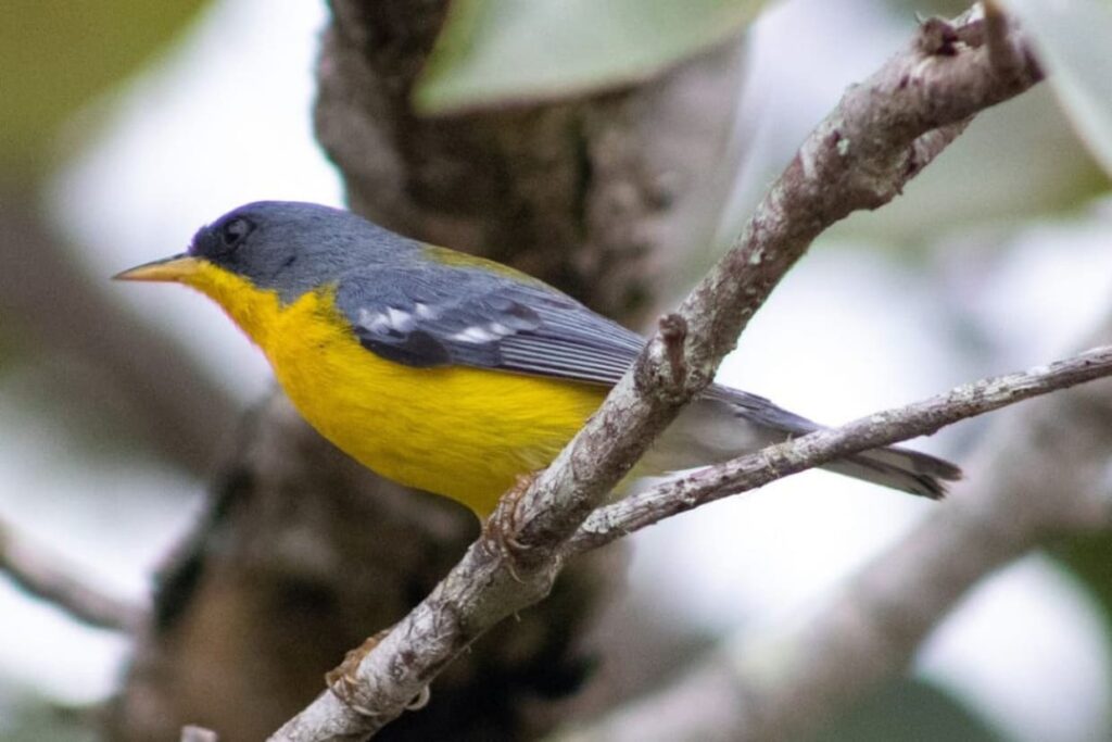 Passarinhar Paraná chega a Foz do Iguaçu com avistamento de aves no Parque Monjolo