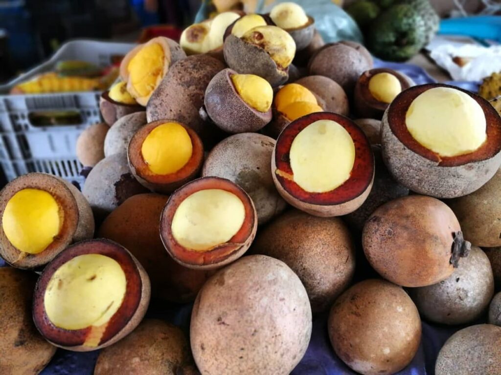 Piquiá (Caryocar villosum): tesouro da Amazônia que nutre, cura e encanta