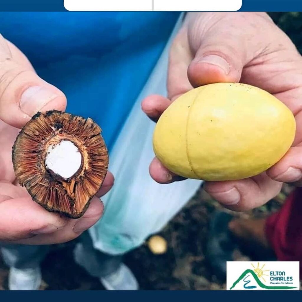 Piquiá (Caryocar villosum): tesouro da Amazônia que nutre, cura e encanta