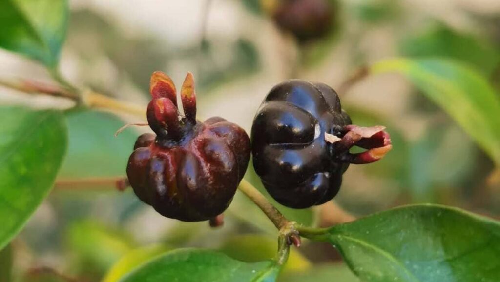 Pitanga preta: a joia escura do cerrado que você precisa cultivar