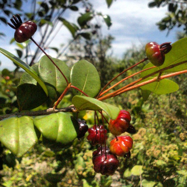Pitanga preta: a joia escura do cerrado que você precisa cultivar