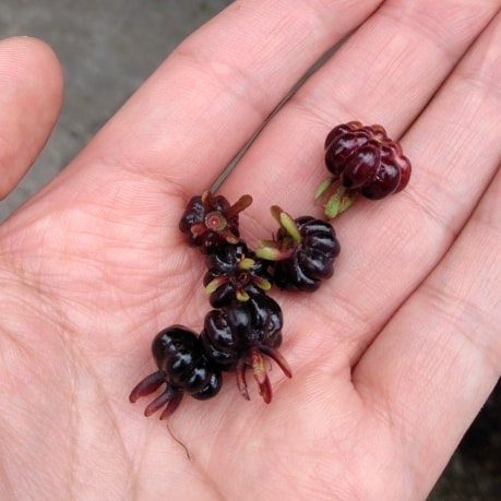 Pitanga preta: a joia escura do cerrado que você precisa cultivar