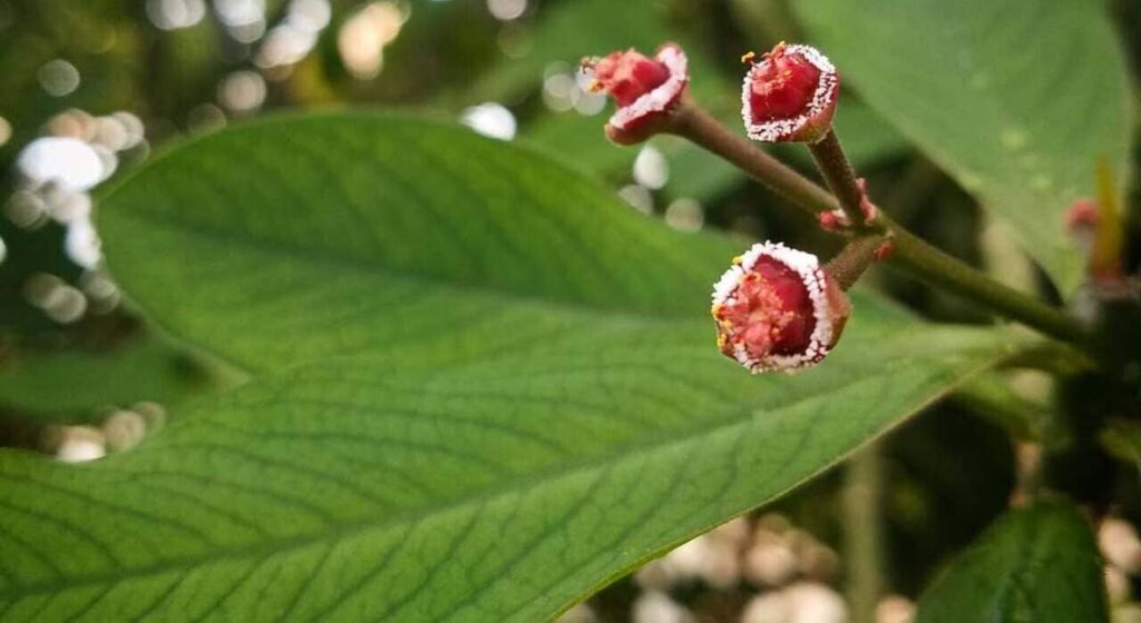 Euphorbia umbellata: como cuidar da planta ornamental conhecida como janaúba