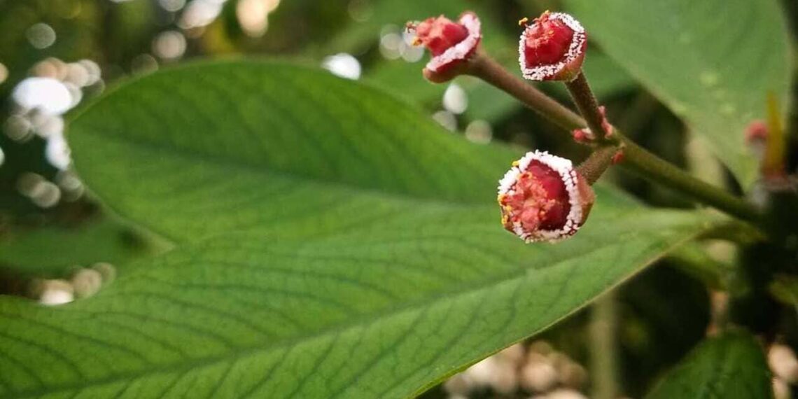 Euphorbia umbellata: como cuidar da planta ornamental conhecida como janaúba