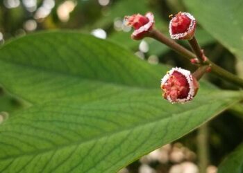 Euphorbia umbellata: como cuidar da planta ornamental conhecida como janaúba