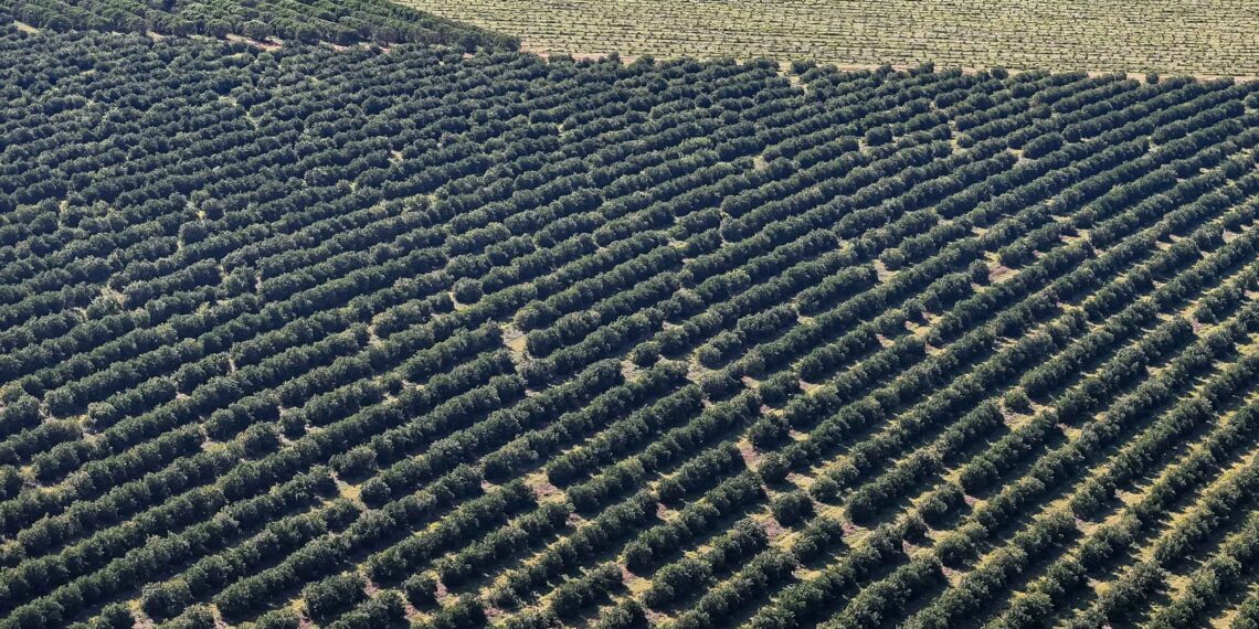 Alto Paraná, 27 de agosto de 2025 - Plantação de laranja.