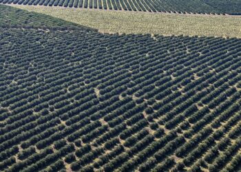 Alto Paraná, 27 de agosto de 2025 - Plantação de laranja.