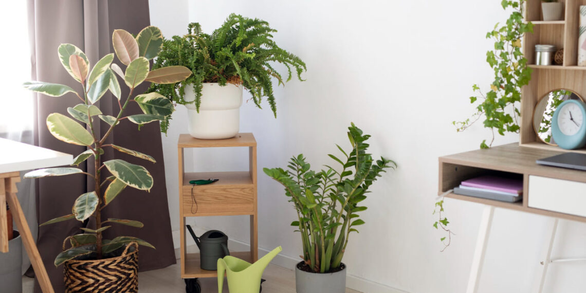 As 3 melhores plantas para decorar a casa com elegância natural