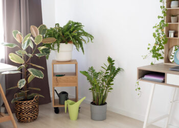 As 3 melhores plantas para decorar a casa com elegância natural