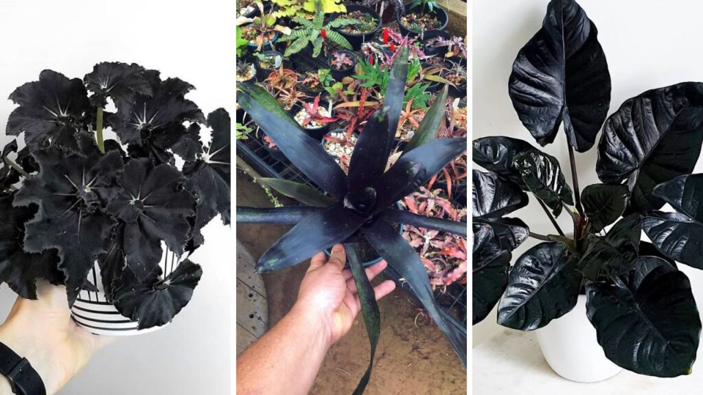 6 Plantas negras que são elegantes e transformam qualquer paisagismo