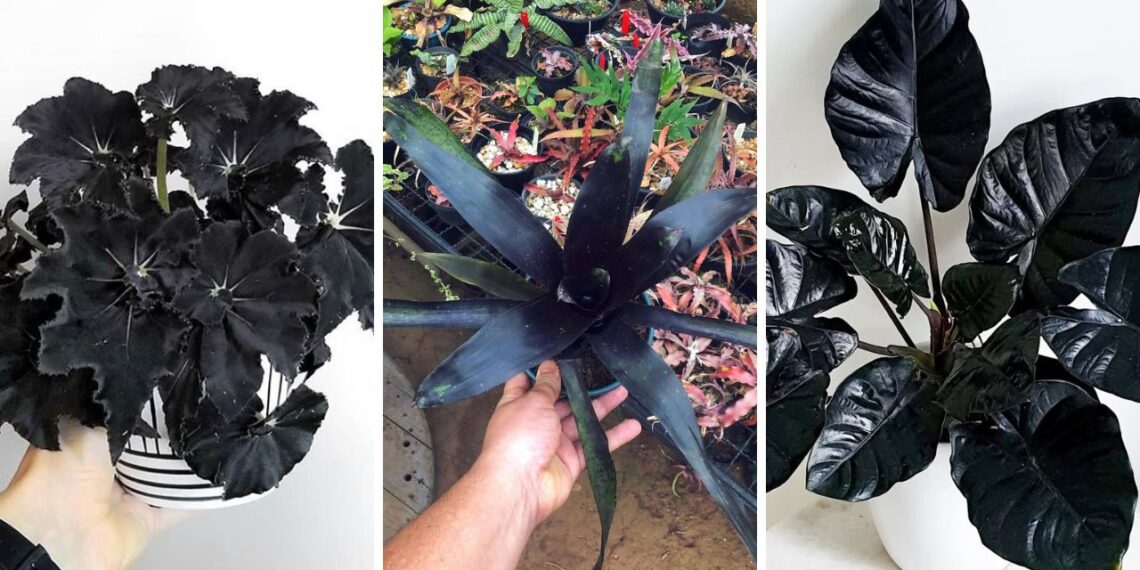 6 Plantas negras que são elegantes e transformam qualquer paisagismo