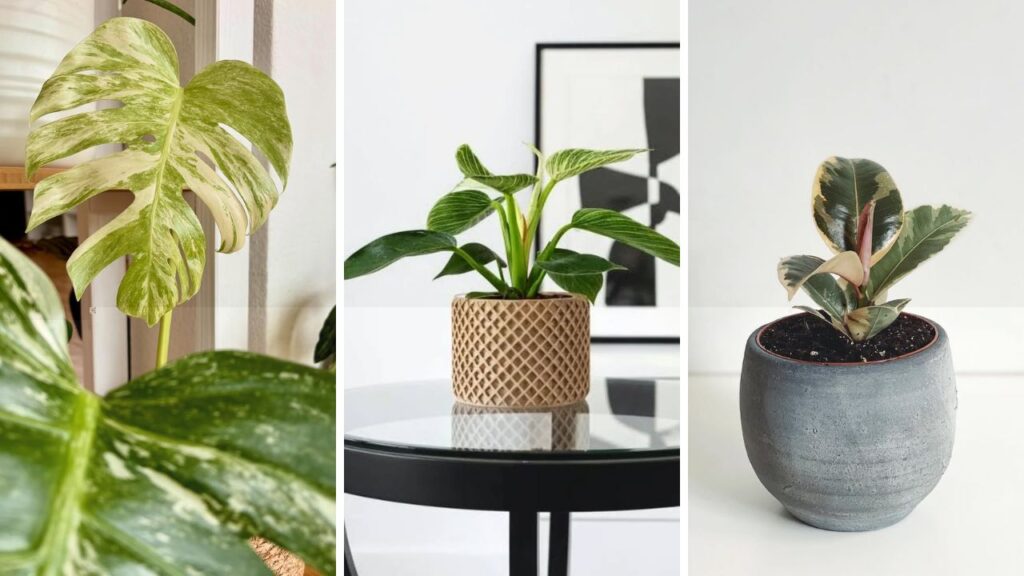 4 plantas variegatas que fazem sucesso dentro de casa