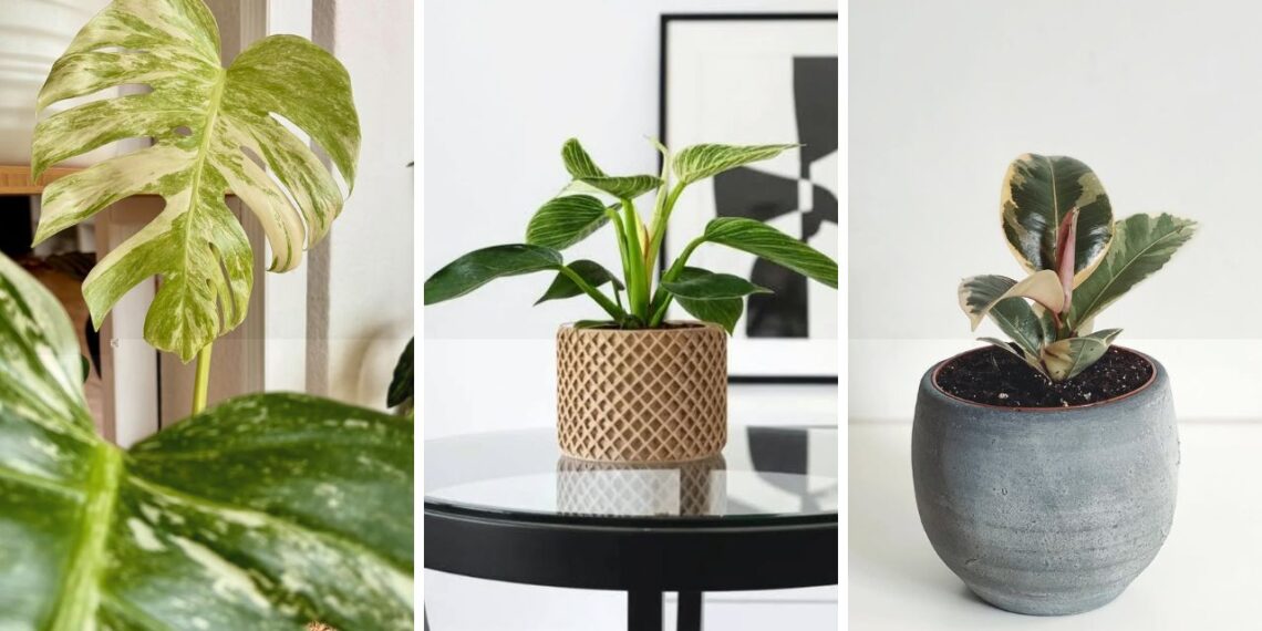 4 plantas variegatas que fazem sucesso dentro de casa