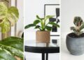 4 plantas variegatas que fazem sucesso dentro de casa