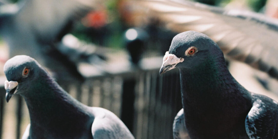 Pombo é sinal de sujeira? Veja o que a ciência diz sobre a ave urbana mais polêmica